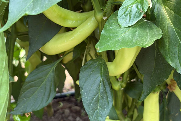 Kıl Biber - Köy Biberi